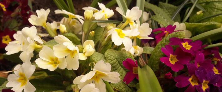 Deutsches Forum Kronstadt